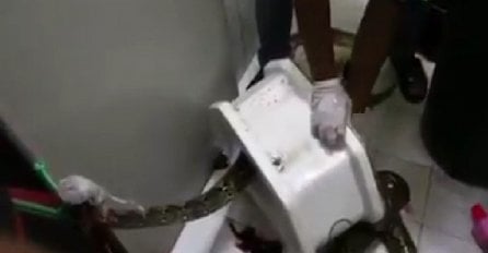 Htio se samo olakšati: Onda mu je iz WC šolje iskočio piton dužine tri metra (VIDEO)