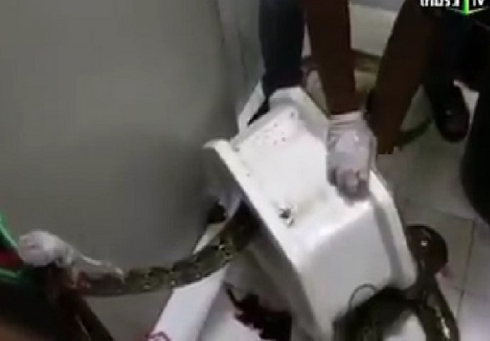 Htio se samo olakšati: Onda mu je iz WC šolje iskočio piton dužine tri metra (VIDEO)