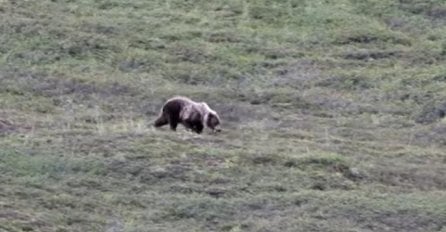 Popravit će vam dan: Ovaj veseli medvjed baš zna da se zabavlja (VIDEO) 