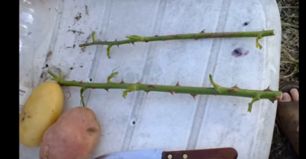 Stavio je ružu u krompir i zasadio: Za samo 7 dana izraslo je nešto jedinstveno (VIDEO)