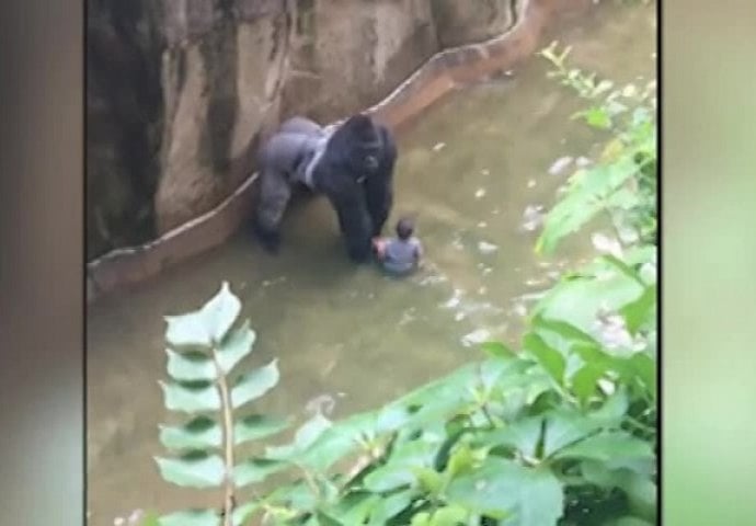 Čuvari ubili gorilu u čiji je kavez upao dječak (VIDEO)