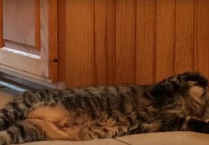 Udobnost na prvom mjestu: Ova mačka će vam uljepšati dan i nasmijati vas do suza (VIDEO) 