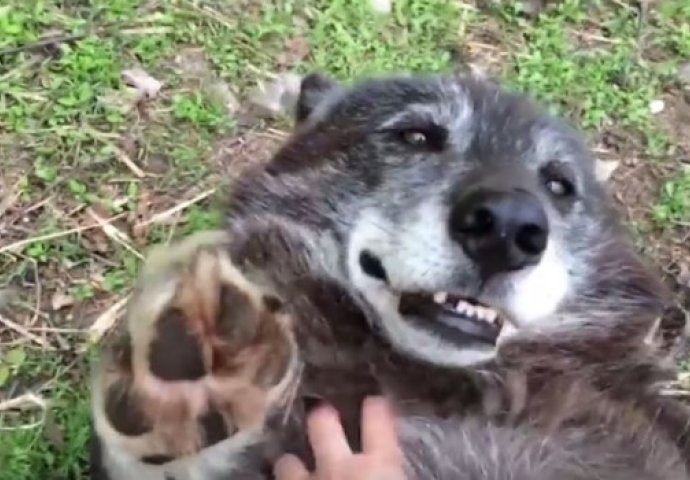 Dnevna doza slatkoće: Ovako umiljatog vuka još niste vidjeli (VIDEO) 