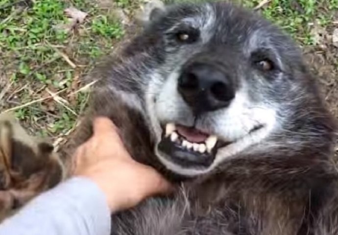 Ovaj vuk je toliko umiljat, pa je dozvolio da ga češkaju (VIDEO)