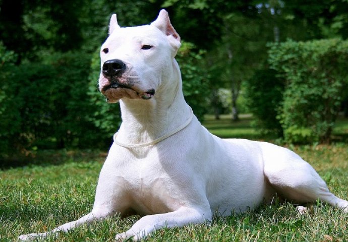 Pogledajte kako lovi Dogo Argentino: Kada krene ništa ga ne može zaustaviti (VIDEO)