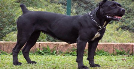 Pored njega lopov nema šanse, pogledajte kako napada Cane Corso (VIDEO)