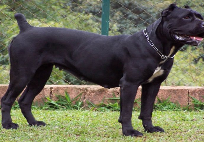 Pored njega lopov nema šanse, pogledajte kako napada Cane Corso (VIDEO)