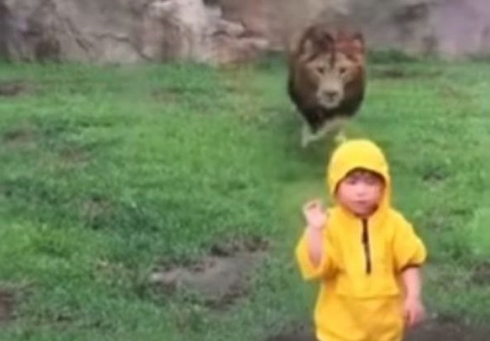 Zastrašujuće: Lav se zaletio prema dječaku u zoološkom vrtu