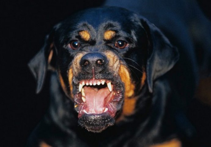 Tragedija: Pas usmrtio sedmogodišnjeg dječaka