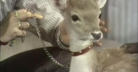 NEKADA DAVNO: Snimak jelena iz 1969. i djece koja se igraju sa njim! (VIDEO)
