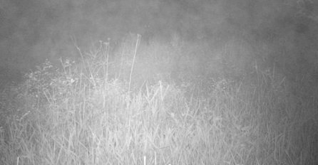 Postavio je preko noći kameru u dvorište: Kada je pogledao snimak, pao mu je mrak na oči (VIDEO)