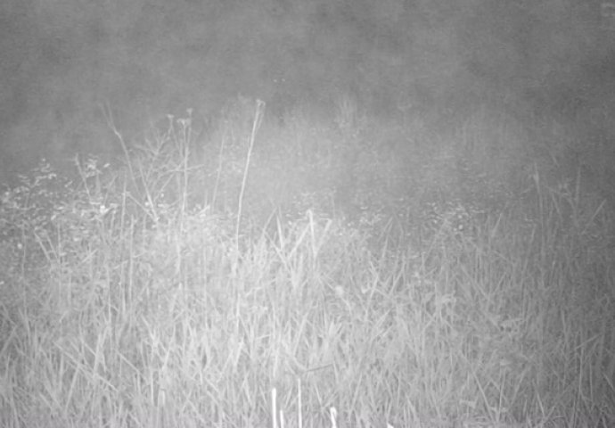 Postavio je preko noći kameru u dvorište: Kada je pogledao snimak, pao mu je mrak na oči (VIDEO)