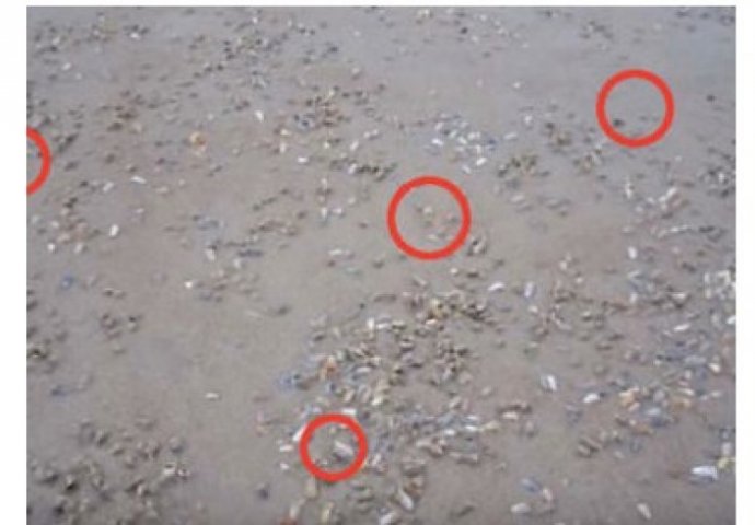 Nevjerovatno: Sjetite se ovoga kada sljedeći put budete na plaži (VIDEO) 