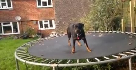 Najluđi pas na svijetu: Nećete vjerovati očima kada vidite šta radi na trampolini (VIDEO)