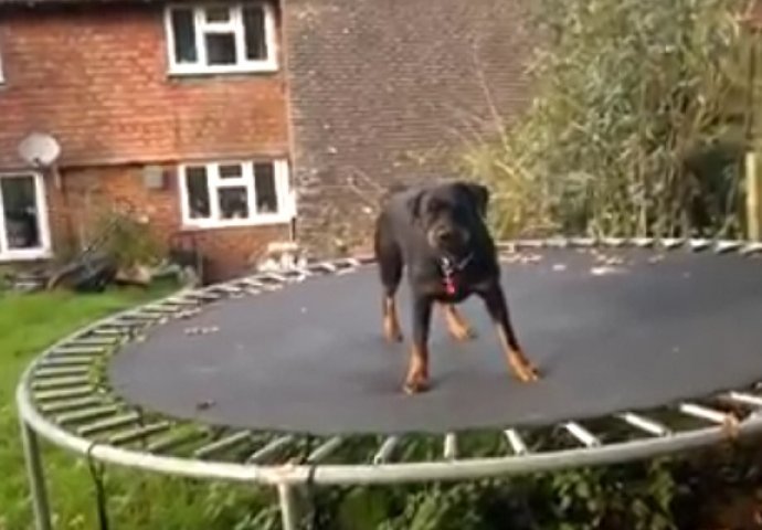 Najluđi pas na svijetu: Nećete vjerovati očima kada vidite šta radi na trampolini (VIDEO)
