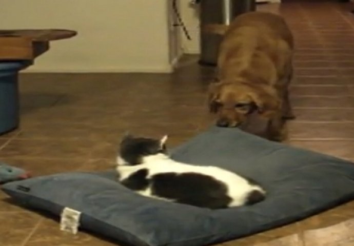 Pas je vidio da mačka leži na njegovom krevetu, ali ovakvu reakciju sigurno niste očekivali (VIDEO)