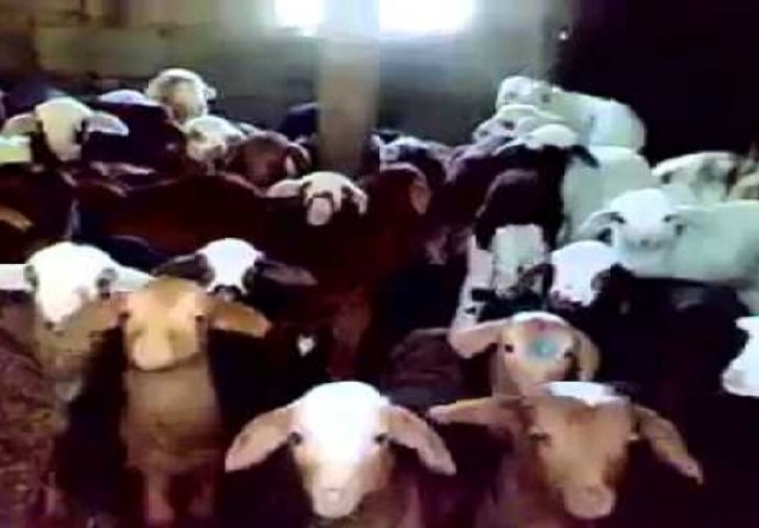 Da vam krenu suze na oči: Urnebesno slatka janjad imitiraju vlasnika (VIDEO)