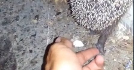 Pomogao je ježu da se popne na trotoar, pa oduševio svijet (VIDEO)