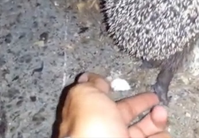 Pomogao je ježu da se popne na trotoar, pa oduševio svijet (VIDEO)