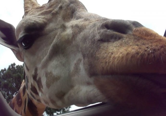 Gledali su žirafe iz svog automobila, nisu mogli ni sanjati šta će im se dogoditi (VIDEO)