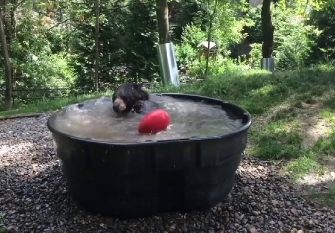 Vratio se s posla i čuo neobične zvukove: Kada je otišao iza kuće, zatekao je čudesan prizor (VIDEO)