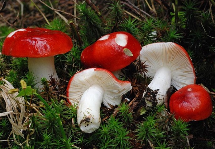 12 osoba završilo u bolnici zbog trovanja gljivama, gljivari poručili: čuvajte se zelene pupavke!