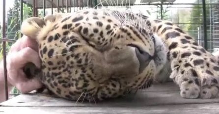 Ovaj čovjek se približio kavezu leoparda, ali ni sanjao nije da će leopard ovako reagovati (VIDEO)