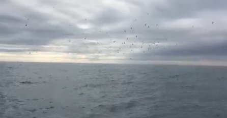 Primijetio je da se ptice ponašaju čudno, no kada je ovo izašlo iz vode nije mogao prestati vrištati (VIDEO)