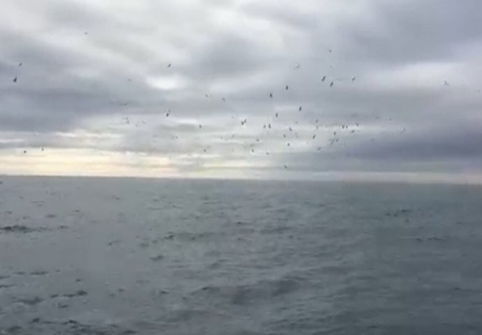 Primijetio je da se ptice ponašaju čudno, no kada je ovo izašlo iz vode nije mogao prestati vrištati (VIDEO)