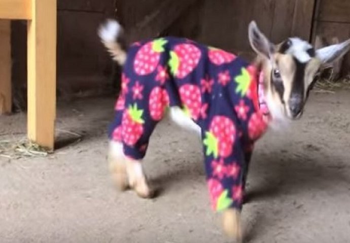 Obukao je jarićima pidžame, a njihova reakcija je nešto najslađe što ćete vidjeti (VIDEO)