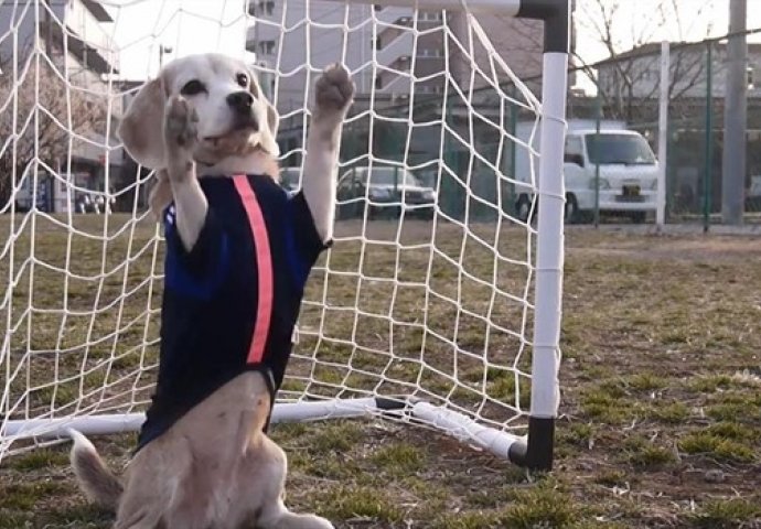 Potpuno spreman za Europsko prvenstvo: Ovaj pas će vas oduševiti (VIDEO) 