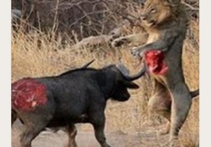 Prizor koji ostavlja bez daha: Bizon se sveti lavu u nevjerovatnoj borbi do smrti (VIDEO) 
