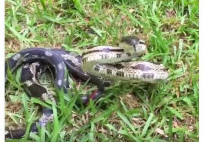 Vidjela je zmiju u dvorištu, a onda je uradila nešto nevjerovatno (VIDEO) 