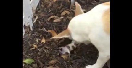 Dirljivo: Pogledajte kako majka sahranjuje svoje štene (VIDEO)