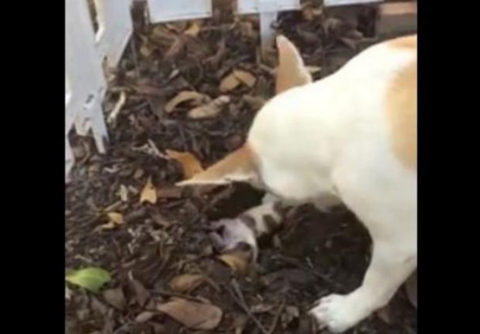 Dirljivo: Pogledajte kako majka sahranjuje svoje štene (VIDEO)