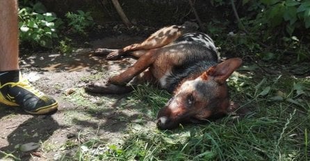 Jablanica: Trovanje pasa sve učestalije, lokalna vlast negira svoju umiješanost