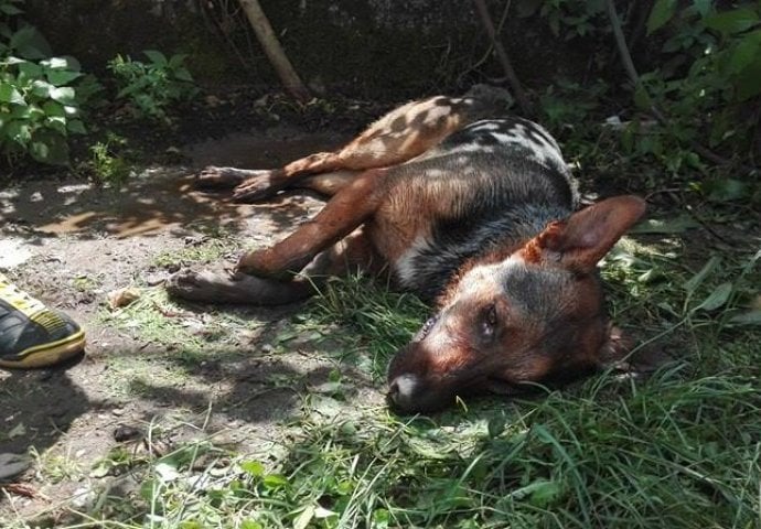 Jablanica: Trovanje pasa sve učestalije, lokalna vlast negira svoju umiješanost