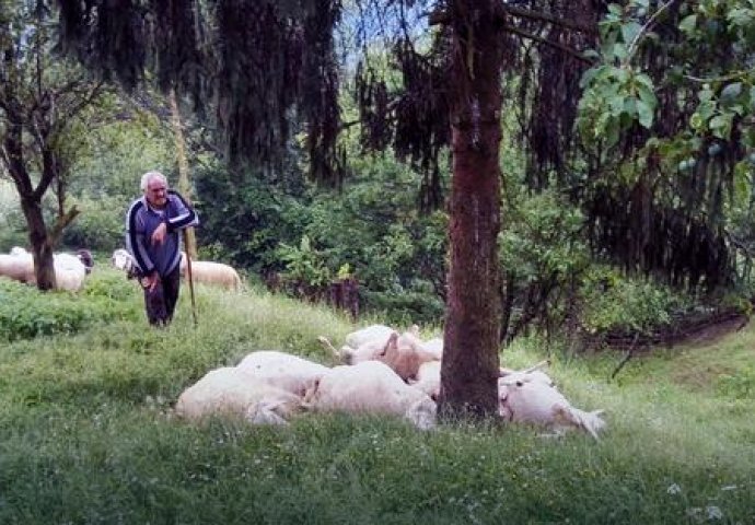 Čak ni za 500 EURA niko neće da čuva ovce u Makedoniji i to zbog samo jednog razloga