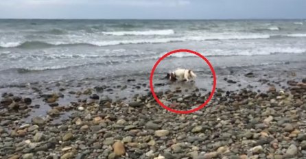 Izgledalo je kao da njegov pas laje na valove, no kada je pogledao bolje imao je šta da vidi (VIDEO)