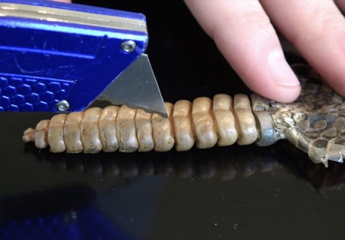 Uzeo je skalpel i rasjekao rep zmiji "čegrtuši": Ovako nešto do sada niste vidjeli (VIDEO)