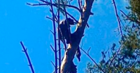 Misteriozna smrt: Nakon osam mjeseci našli ga mumificiranog na vrhu drveta