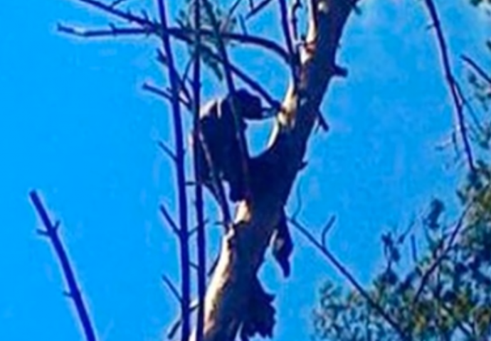 Misteriozna smrt: Nakon osam mjeseci našli ga mumificiranog na vrhu drveta
