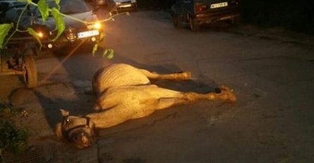  SLIKA KOJA JE ZGROZILA SRBIJU: Ostavili pretučenog konja nasred ulice da ugine (FOTO)