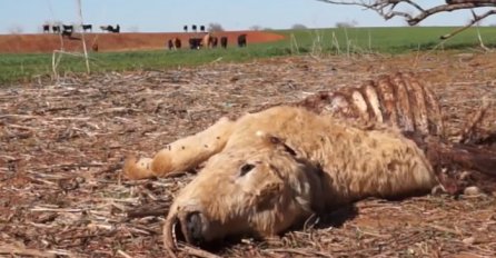 Došao je na livadu i počeo snimati truplo mrtve krave, to mu je bila najveća greška u životu (VIDEO)
