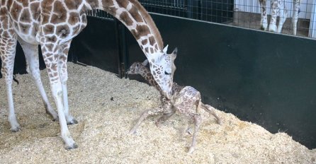 Žirafa je prišla svom mladunčetu i počela ga lizati, pripremite se za ono što će uslijediti (VIDEO)