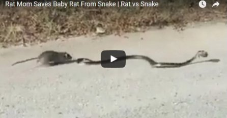 Kad lovac postane plijen: Rizikovala je svoj život da spasi mladunče (VIDEO)