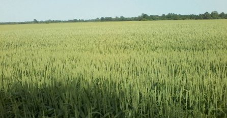 Prinosi i kvaliteta pšenice iznad prosjeka