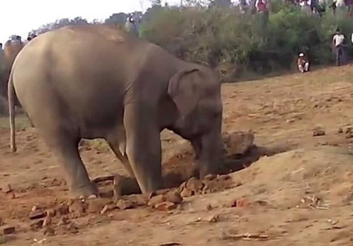 Vidjeli su slonicu kako gura glavu u rupu: Kada su prišli, imali su šta da vide (VIDEO)