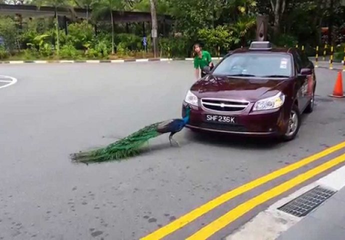 Njihovom automobilu prišao je veliki paun: Ono što su doživjeli pamtit će do kraja života (VIDEO)