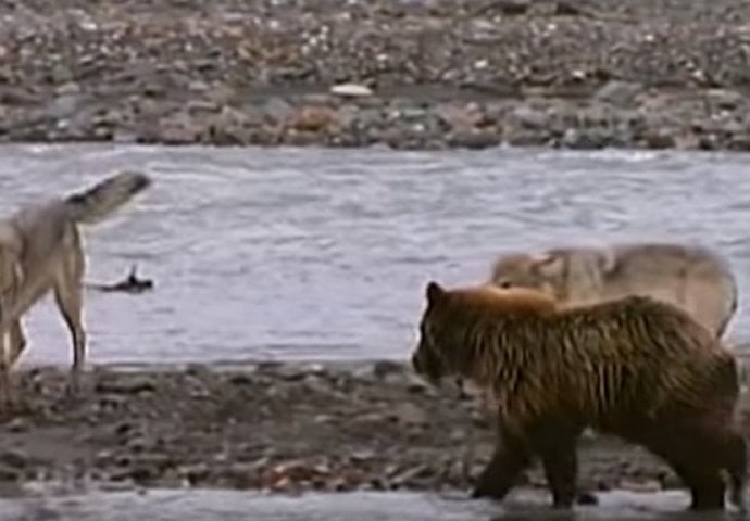 Grizli je prišao čoporu divljih vukova: Trenutak poslije dešava se nešto nevjerovatno (VIDEO) 